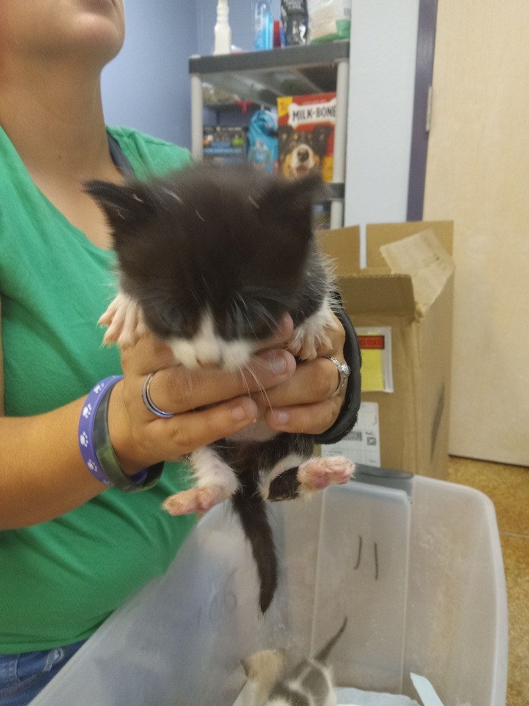 June, an adoptable Domestic Short Hair in Brownwood, TX, 76801 | Photo Image 1