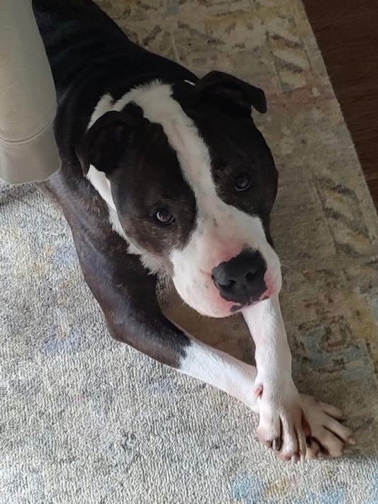 Duke AKA Meatball