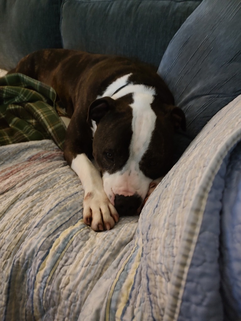 Duke AKA Meatball