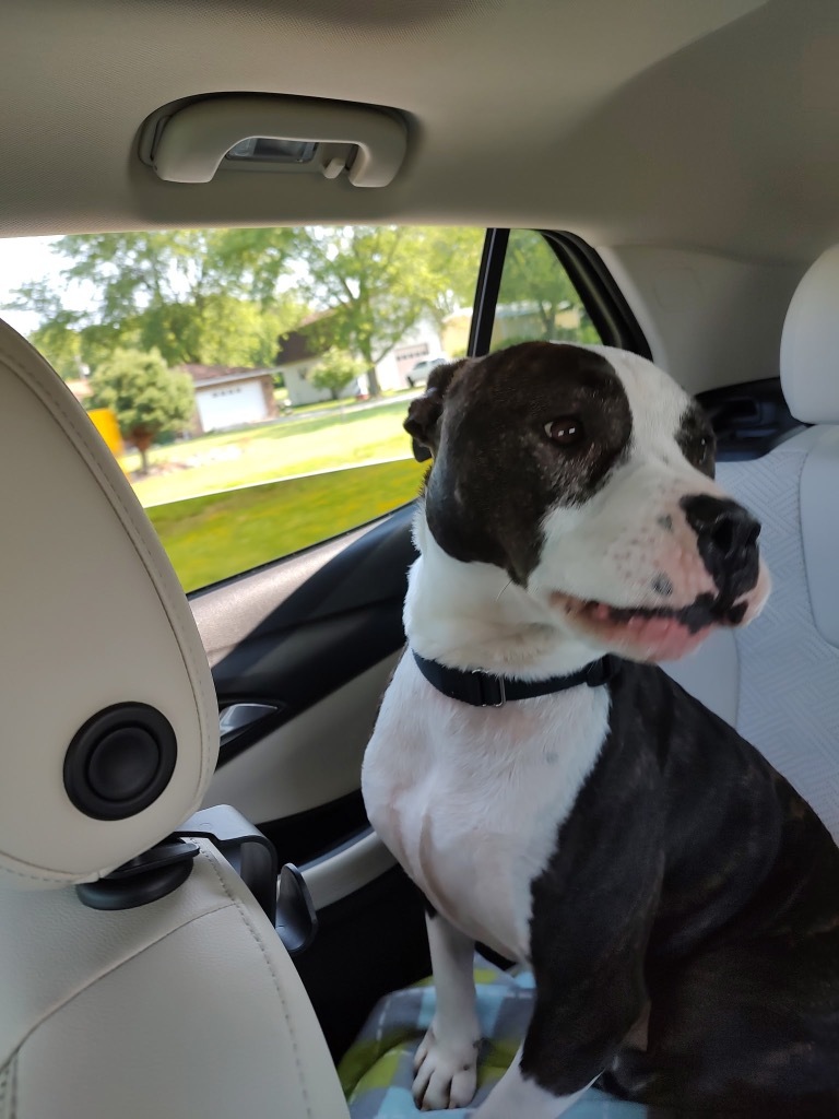 Duke AKA Meatball