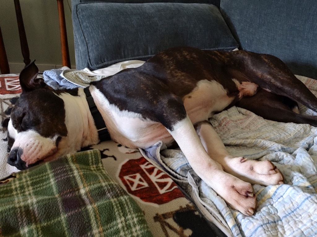 Duke AKA Meatball