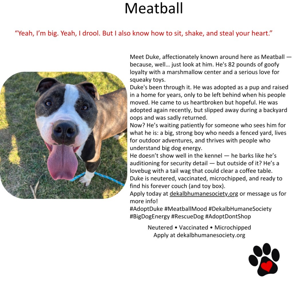 Duke AKA Meatball