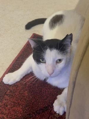 Caleb - Courtesy Listing, Adult Male unknown