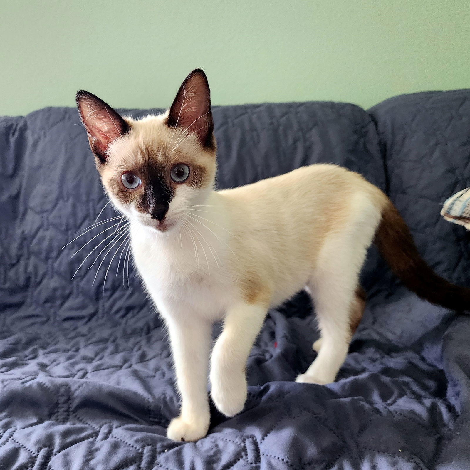 Imogen, an adoptable Domestic Short Hair, Snowshoe in Mission Viejo, CA, 92691 | Photo Image 1