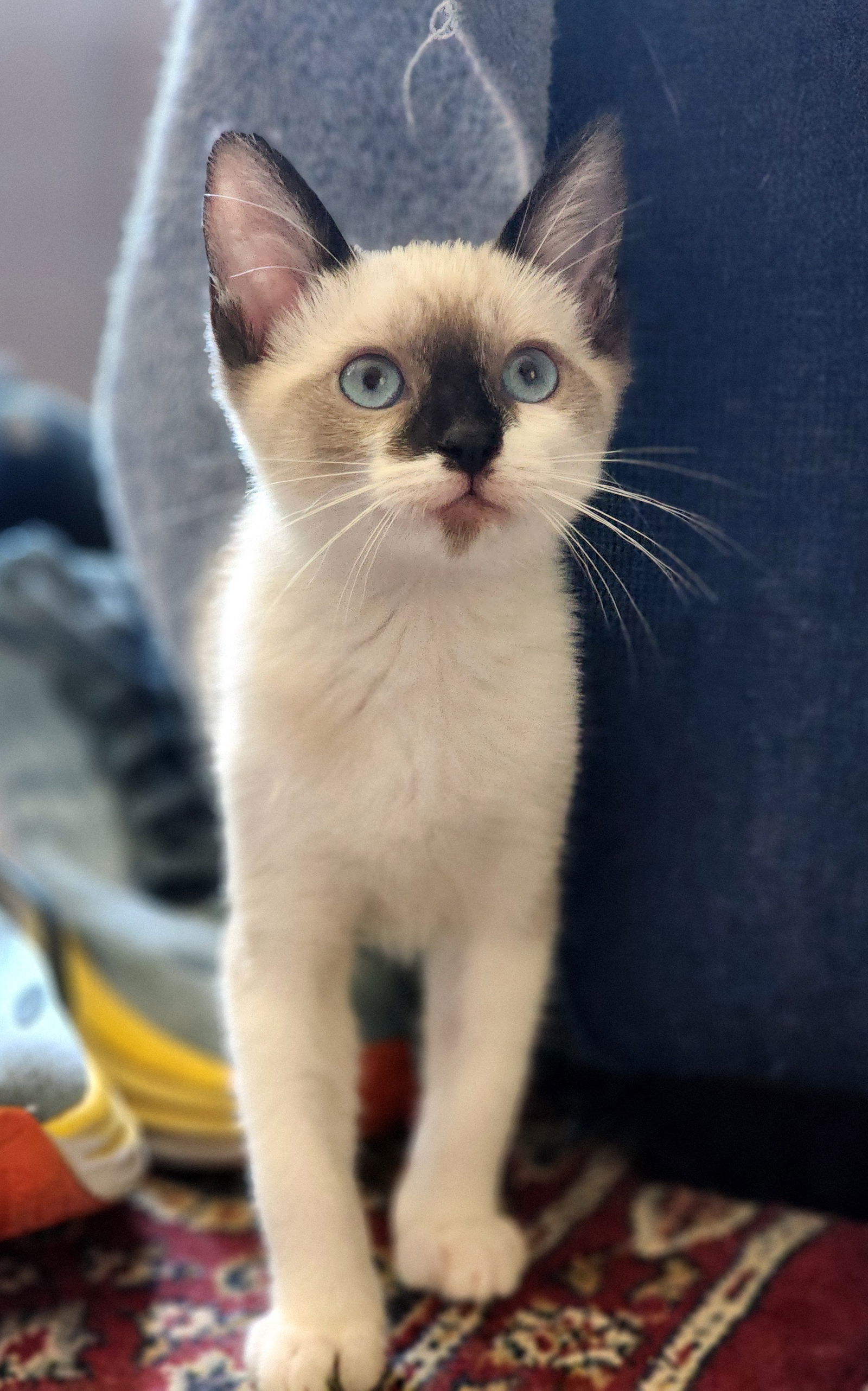 Imogen, an adoptable Domestic Short Hair, Snowshoe in Mission Viejo, CA, 92691 | Photo Image 2