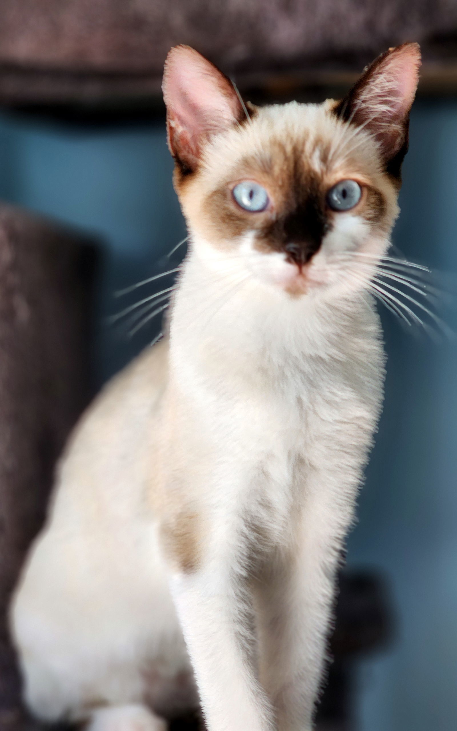 Imogen, an adoptable Domestic Short Hair, Snowshoe in Mission Viejo, CA, 92691 | Photo Image 3