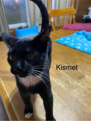 Kismet