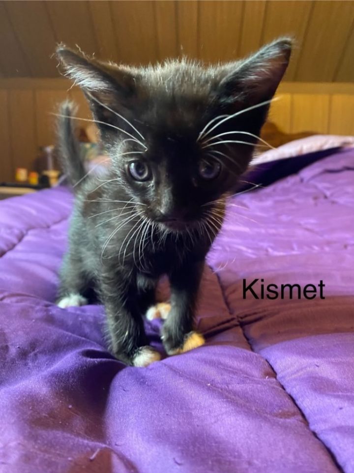 Kismet 2