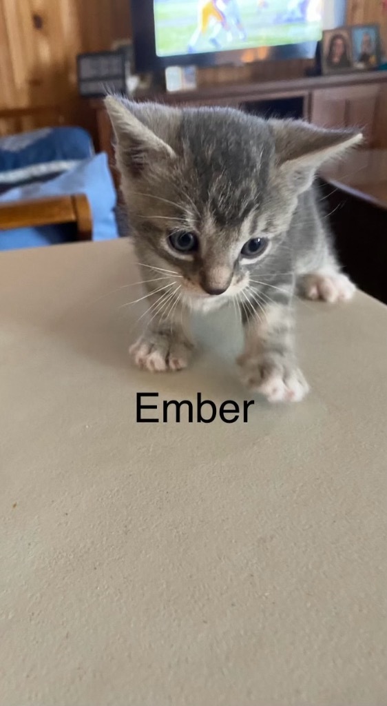 Ember 2