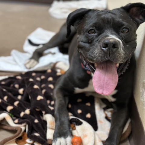 Bell - Gorgeous house hippo! Sweetest pup, great on leash, housetrained!, an adoptable Boxer in Flagstaff, AZ, 86004 | Photo Image 2