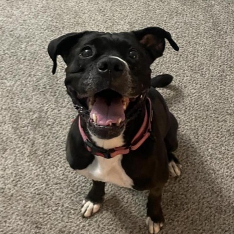 Bell - Gorgeous house hippo! Sweetest pup, great on leash, housetrained!, an adoptable Boxer in Flagstaff, AZ, 86004 | Photo Image 4