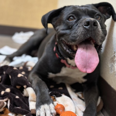 Bell - Gorgeous house hippo! Sweetest pup, great on leash, housetrained!, an adoptable Boxer in Flagstaff, AZ, 86004 | Photo Image 6