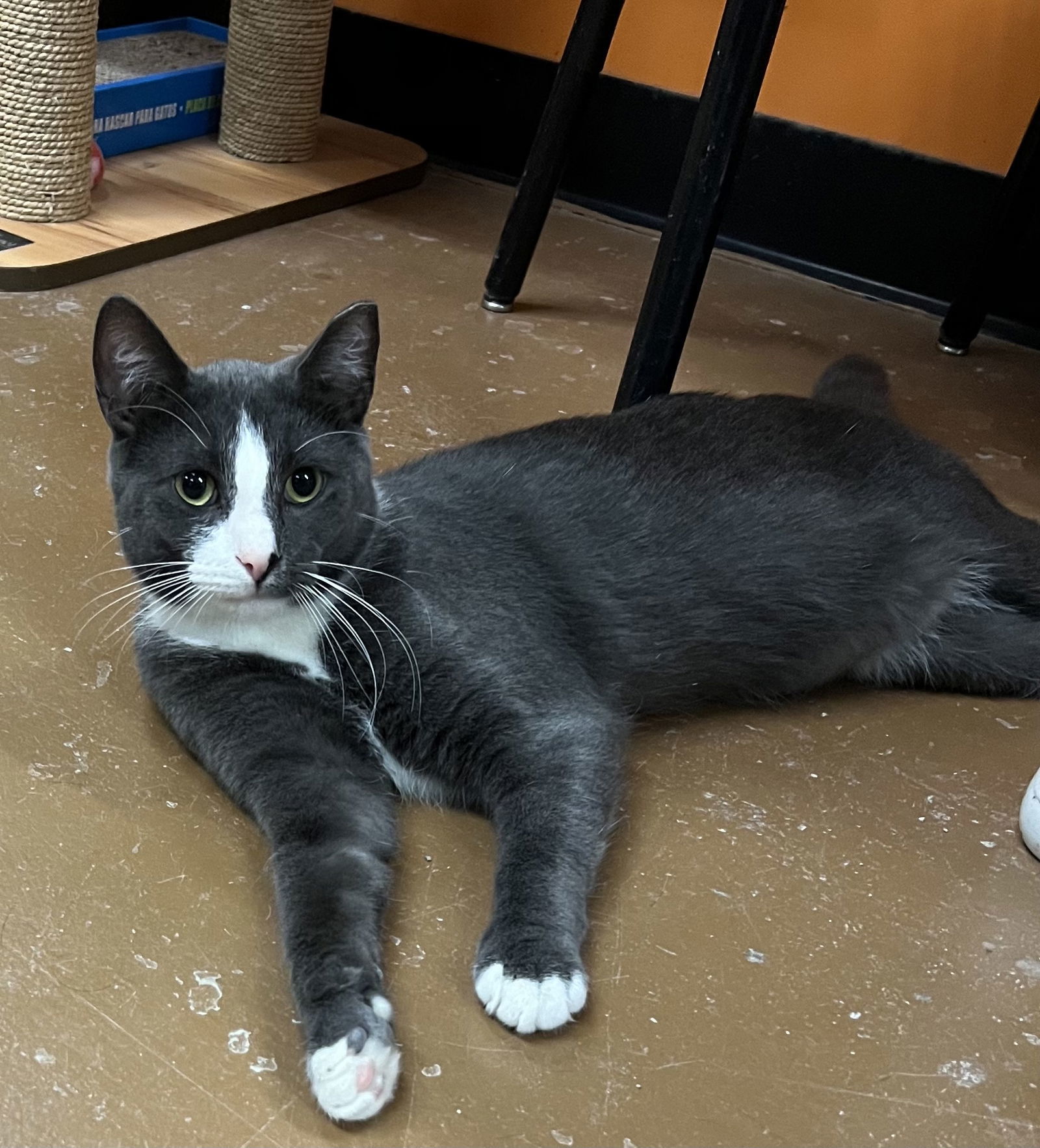 Simon