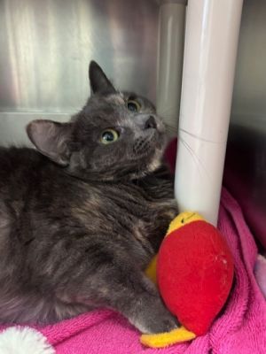 Wilma is an 8 month old dilute calico who is heavy on the looks and still working on the persona