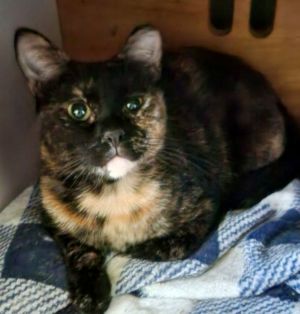 SIRENIA, Adult Female Tortoiseshell
