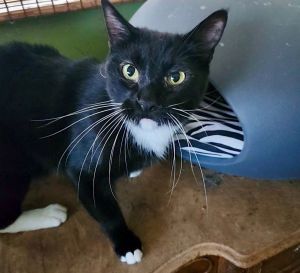 KIKI, Adult Female Tuxedo