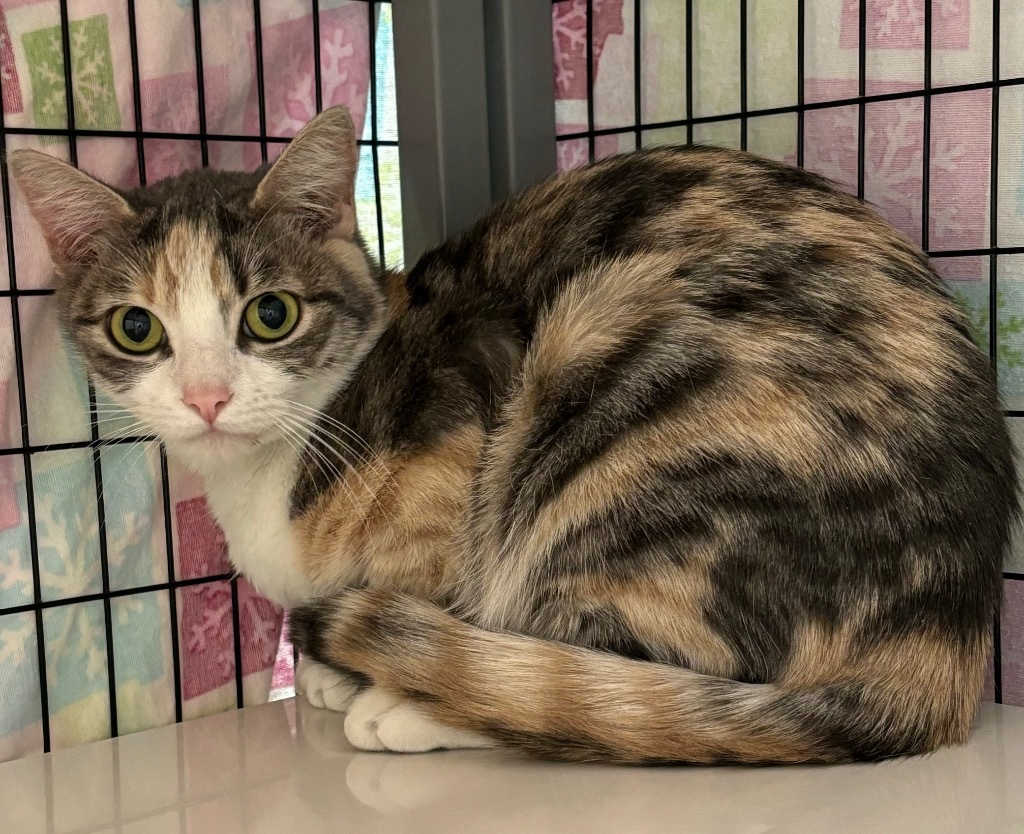 Tia, an adoptable Domestic Short Hair in Grants Pass, OR, 97526 | Photo Image 1