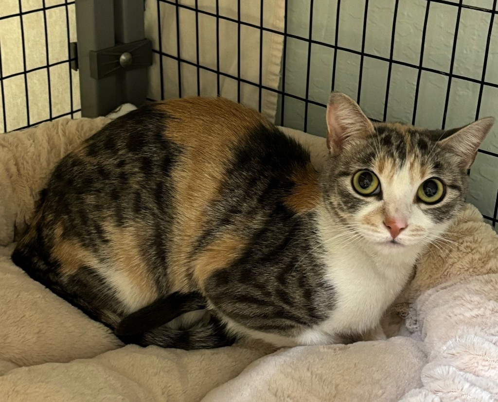 Tamara, an adoptable Domestic Short Hair in Grants Pass, OR, 97526 | Photo Image 1