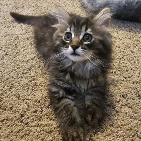 DARWIN 24-139, an adoptable Domestic Long Hair in Bottineau, ND, 58318 | Photo Image 1