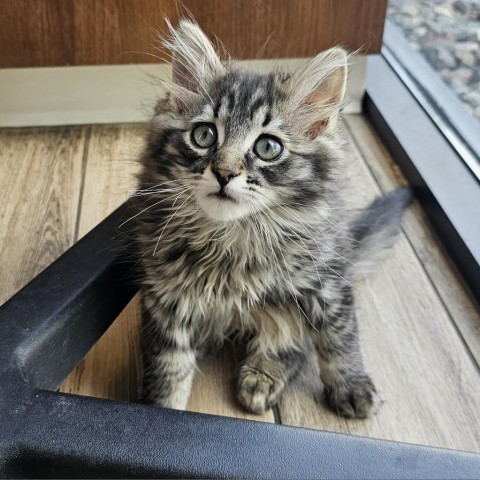 DARWIN 24-139, an adoptable Domestic Long Hair in Bottineau, ND, 58318 | Photo Image 2