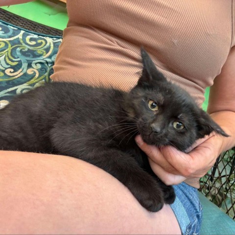 EBONY 24-237 BLUE LITTER 11, an adoptable Domestic Short Hair in Bottineau, ND, 58318 | Photo Image 1