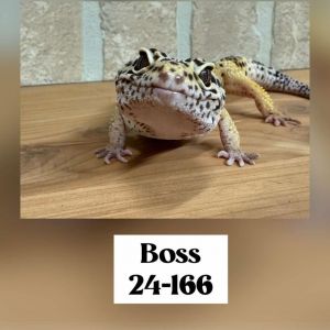 BOSS 24-166 LEO, Adult Male unknown