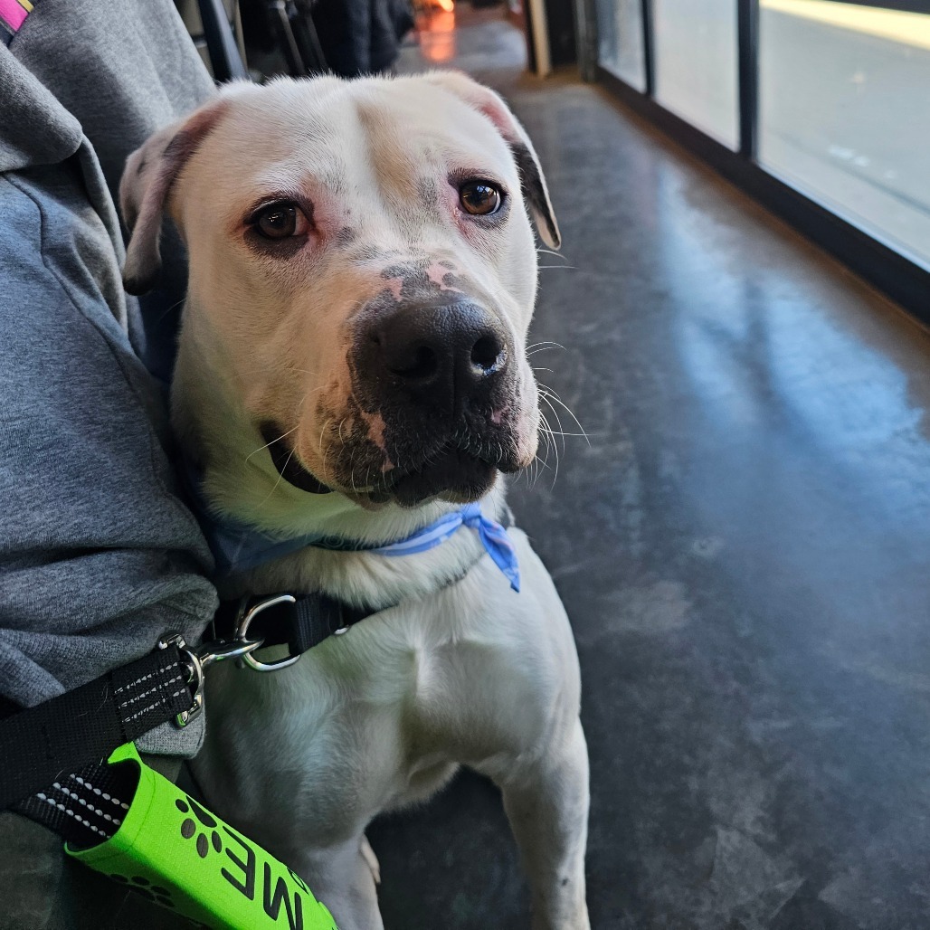 VIKTOR 24-224, an adoptable Pit Bull Terrier in Bottineau, ND, 58318 | Photo Image 1
