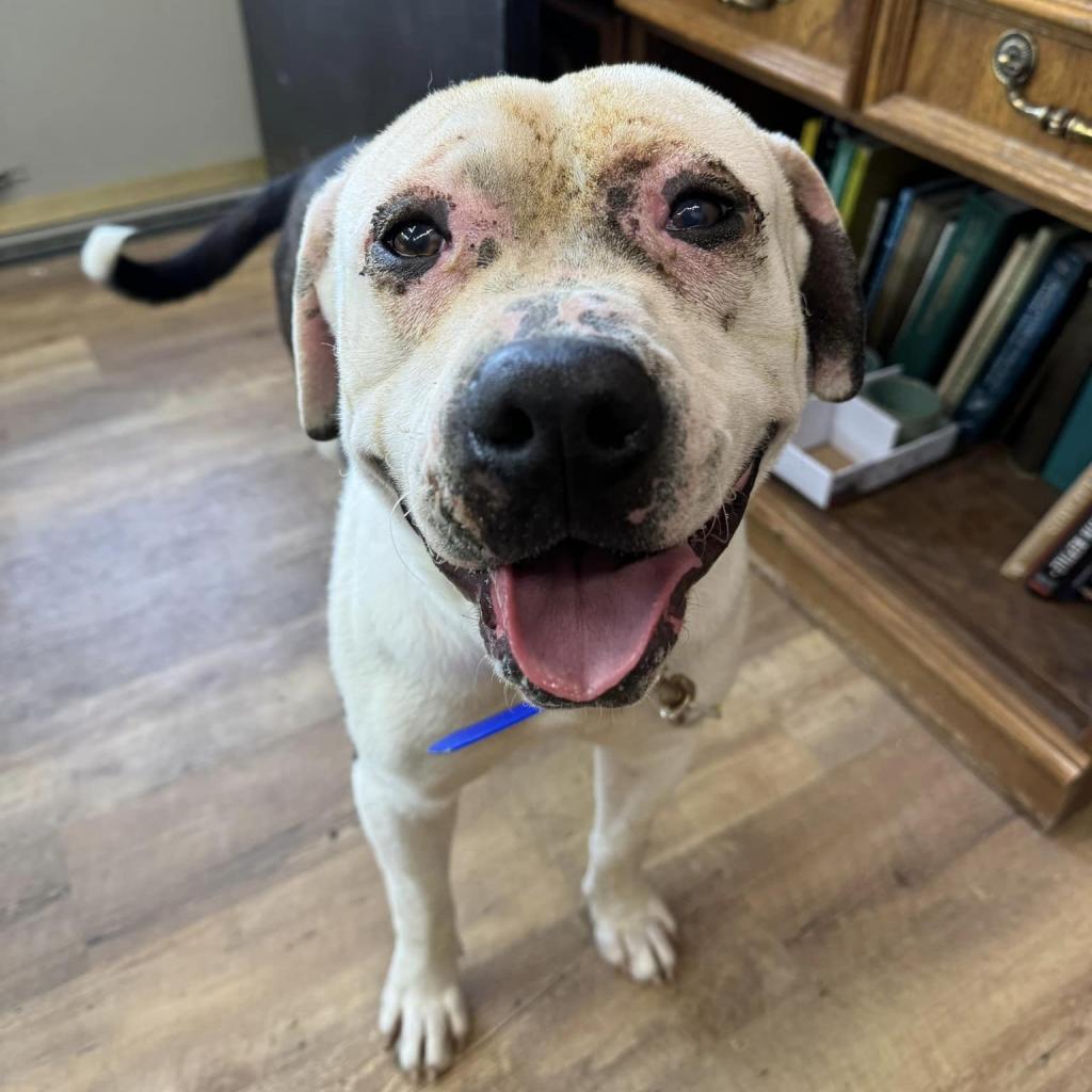 VIKTOR 24-224, an adoptable Pit Bull Terrier in Bottineau, ND, 58318 | Photo Image 2