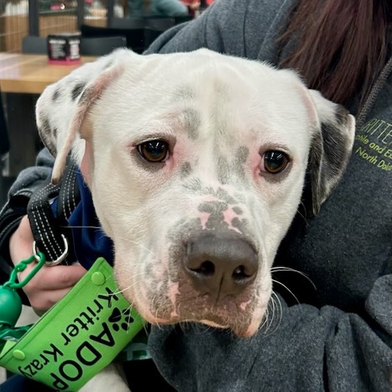 VIKTOR 24-224, an adoptable Pit Bull Terrier in Bottineau, ND, 58318 | Photo Image 3