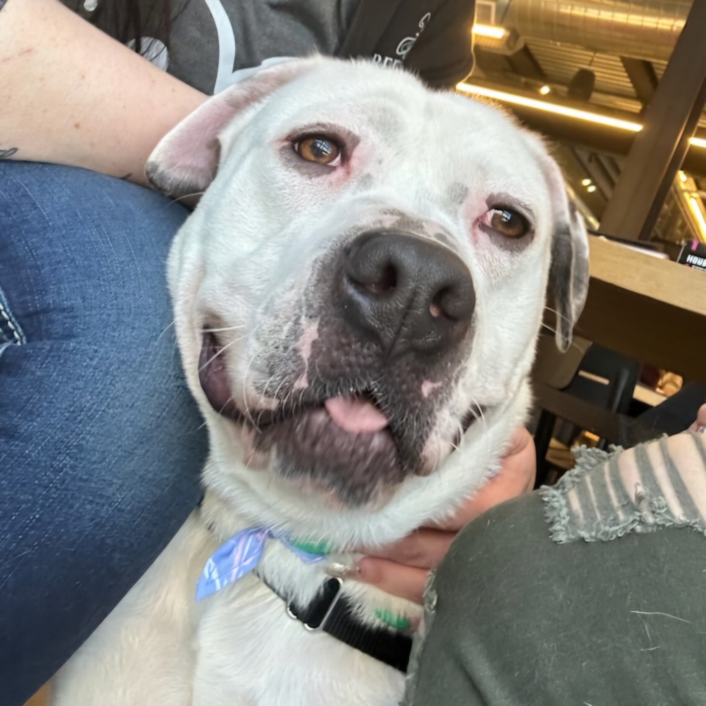 VIKTOR 24-224, an adoptable Pit Bull Terrier in Bottineau, ND, 58318 | Photo Image 5
