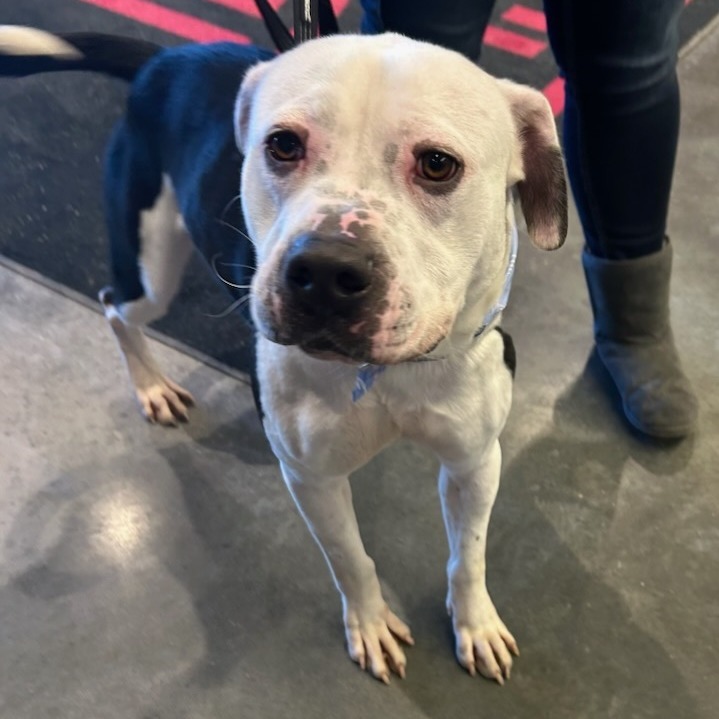 VIKTOR 24-224, an adoptable Pit Bull Terrier in Bottineau, ND, 58318 | Photo Image 6