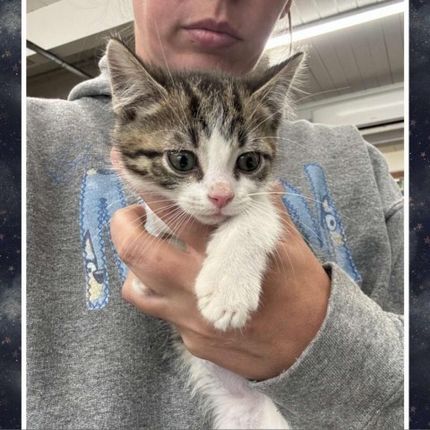 SILVER 24-154 L5, an adoptable Domestic Short Hair in Bottineau, ND, 58318 | Photo Image 1