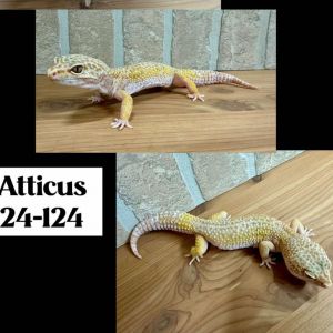 ATTICUS 24-124 LEO, Adult Male unknown