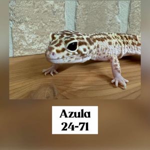 AZULA 24-71 LEO, Adult Female unknown