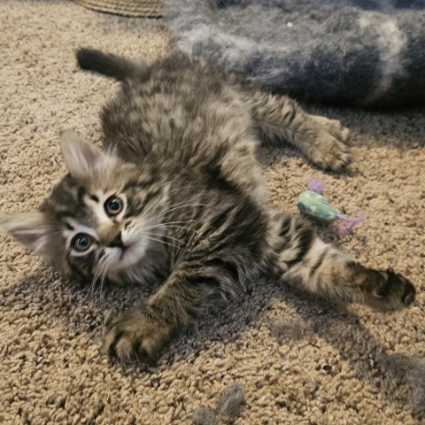 KARL 24-140, an adoptable Domestic Long Hair in Bottineau, ND, 58318 | Photo Image 1