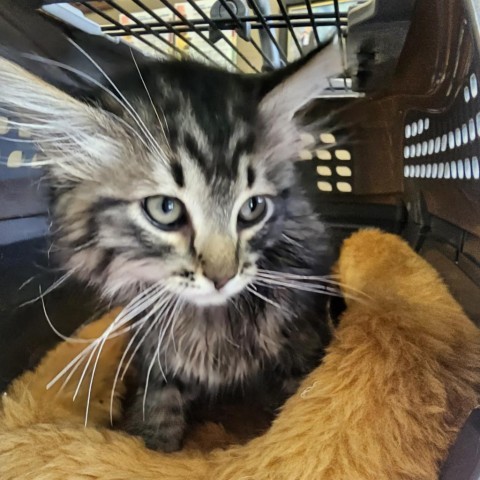 KARL 24-140, an adoptable Domestic Long Hair in Bottineau, ND, 58318 | Photo Image 2