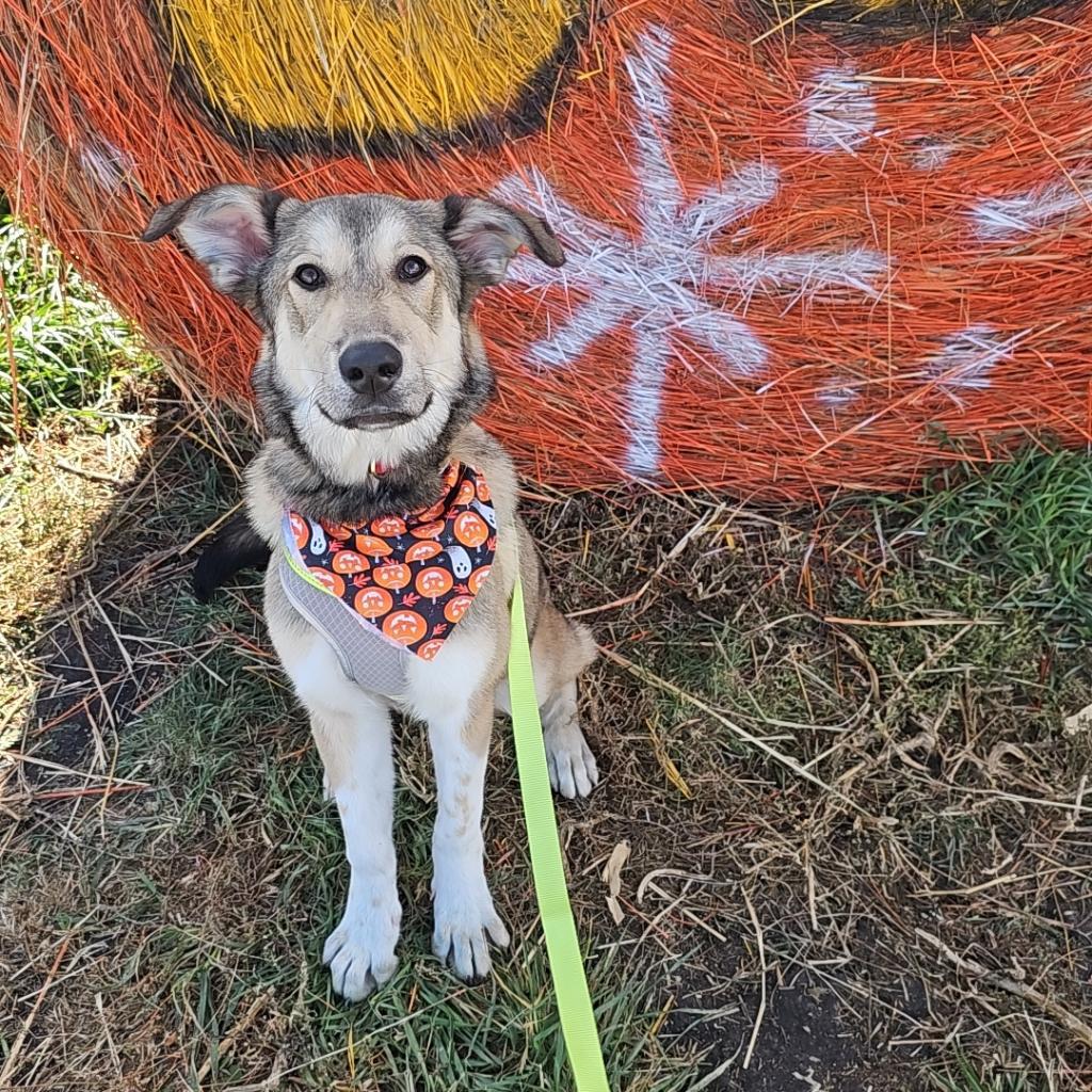 ZELDA 24-200, an adoptable Mixed Breed in Bottineau, ND, 58318 | Photo Image 1