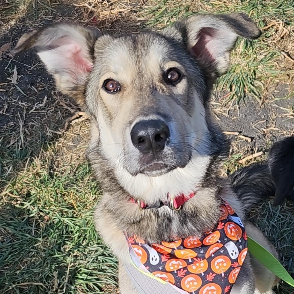 ZELDA 24-200, an adoptable Mixed Breed in Bottineau, ND, 58318 | Photo Image 2