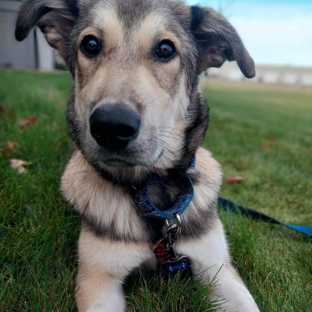 ZELDA 24-200, an adoptable Mixed Breed in Bottineau, ND, 58318 | Photo Image 3