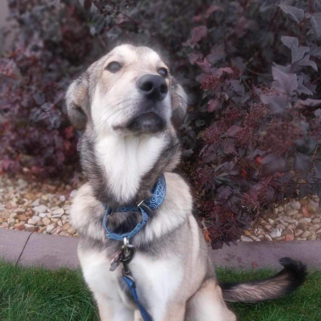 ZELDA 24-200, an adoptable Mixed Breed in Bottineau, ND, 58318 | Photo Image 4