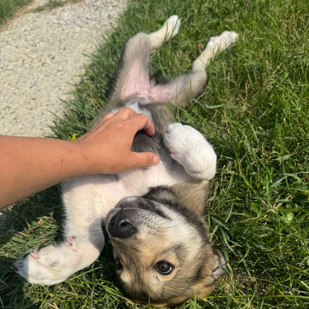 ZELDA 24-200, an adoptable Mixed Breed in Bottineau, ND, 58318 | Photo Image 5