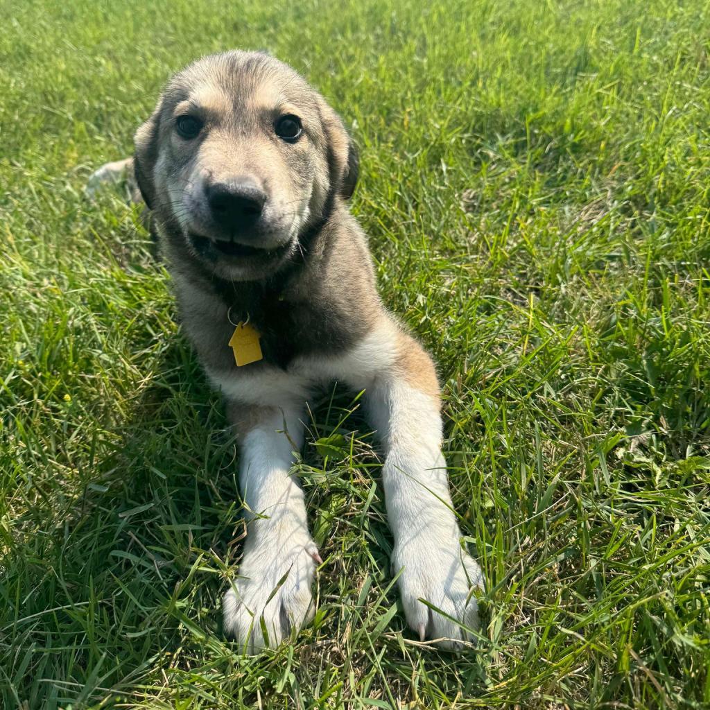 ZELDA 24-200, an adoptable Mixed Breed in Bottineau, ND, 58318 | Photo Image 6