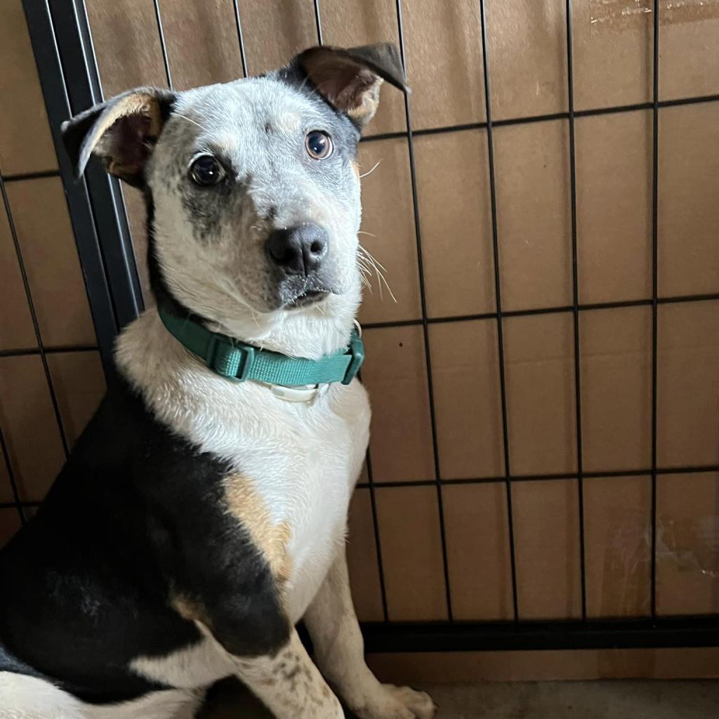 HARPER 24-129, an adoptable Australian Cattle Dog / Blue Heeler in Bottineau, ND, 58318 | Photo Image 1