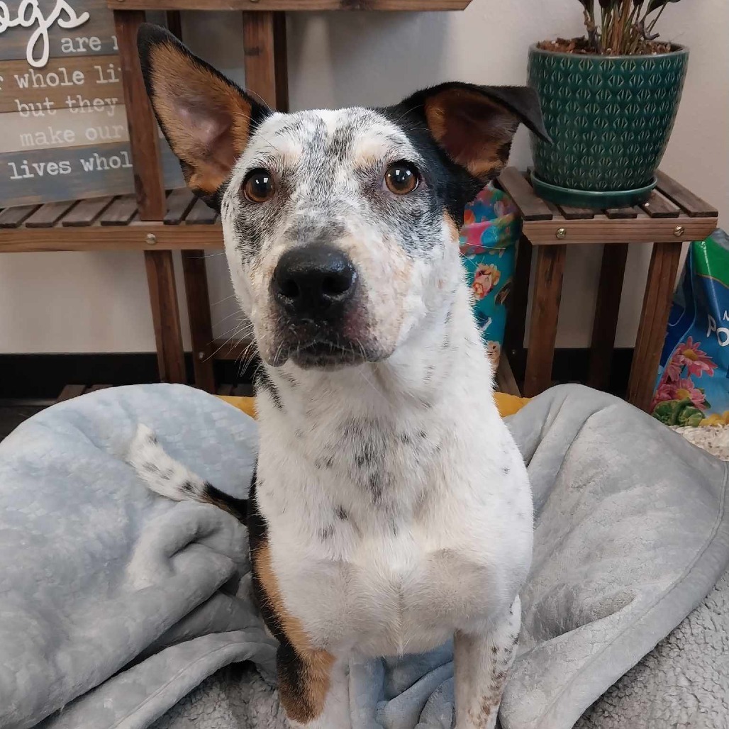 HARPER 24-129, an adoptable Australian Cattle Dog / Blue Heeler in Bottineau, ND, 58318 | Photo Image 1