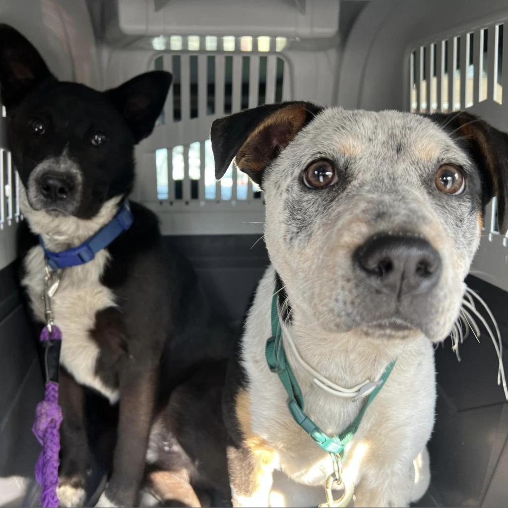 HARPER 24-129, an adoptable Australian Cattle Dog / Blue Heeler in Bottineau, ND, 58318 | Photo Image 2