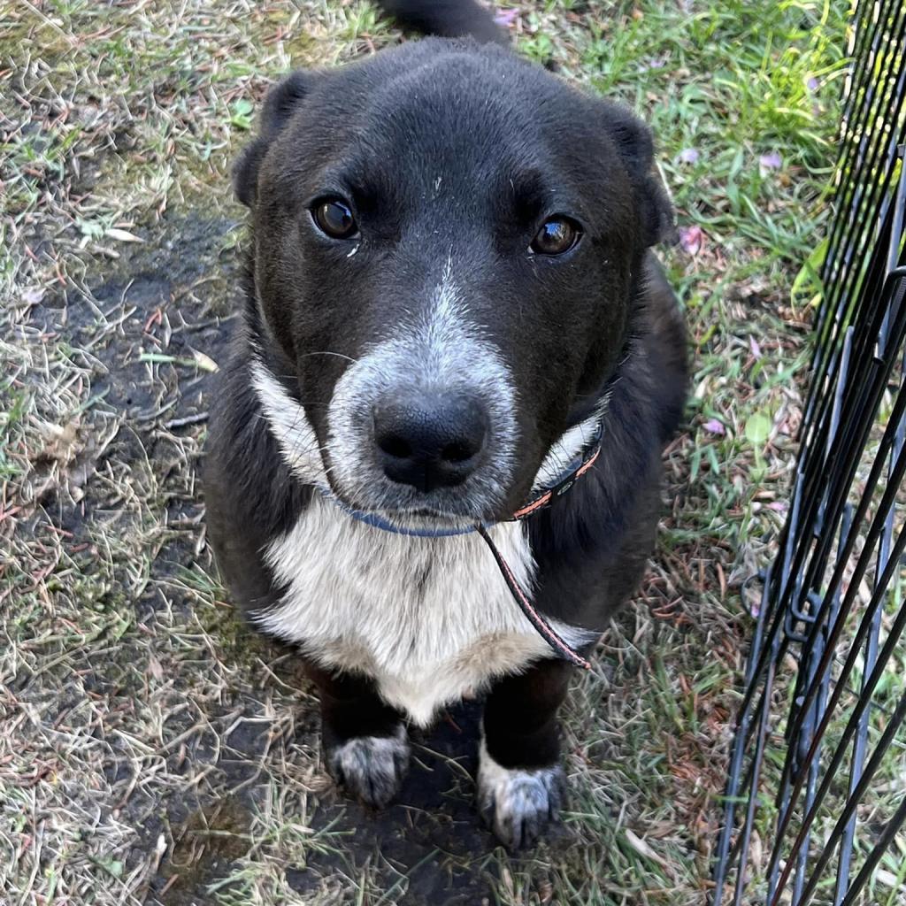 EMMETT 24-130, an adoptable Australian Cattle Dog / Blue Heeler in Bottineau, ND, 58318 | Photo Image 1