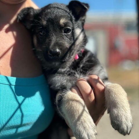 PINK 24-290, an adoptable Shepherd in Bottineau, ND, 58318 | Photo Image 1