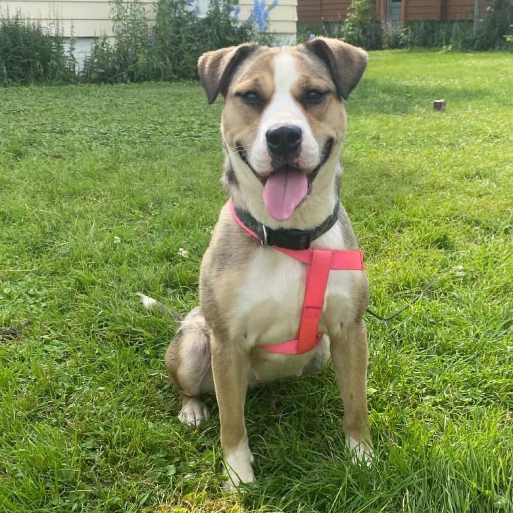 GRACIE 24-178, an adoptable Pit Bull Terrier in Bottineau, ND, 58318 | Photo Image 1