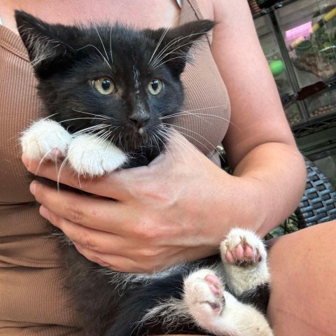 24-238 DARK BLUE LITTER 11, an adoptable Domestic Short Hair in Bottineau, ND, 58318 | Photo Image 1