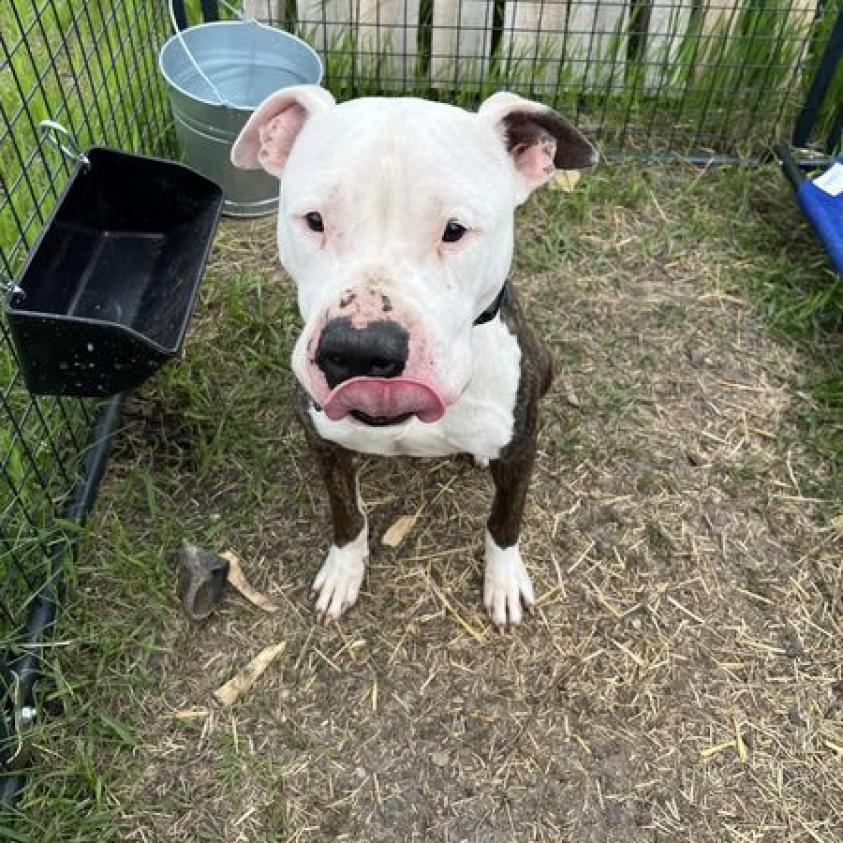 EUGNE 24-37, an adoptable Pit Bull Terrier in Bottineau, ND, 58318 | Photo Image 1